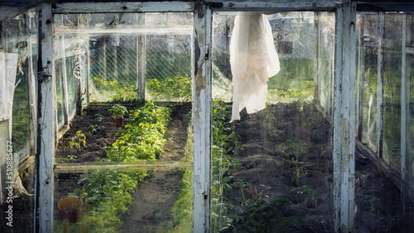 Obraz Spring in the old greenhouse