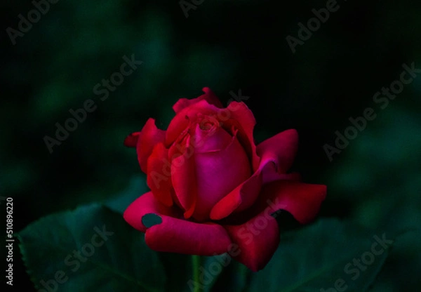 Fototapeta single red rose