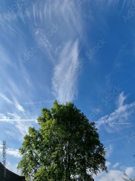 Obraz sky and tree