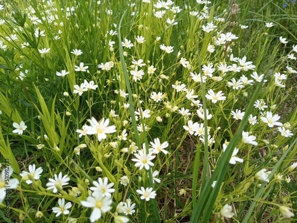 Fototapeta Flowers 13