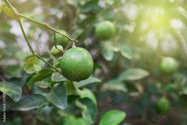 Fototapeta Green limes citrus fruit hanging on tree. Green limes are are excellent source of vitamin C. Close up and selective focus.