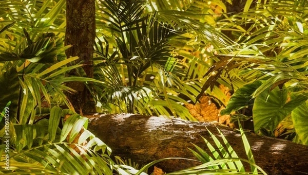 Obraz Dry branches with cracked dark bark in tropical jungle with sun light make it look like a Podium.