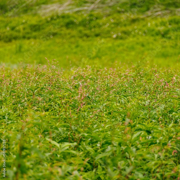 Fototapeta 양양여행