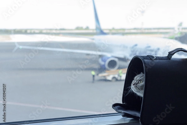 Fototapeta A cute domestic cat sits in a carrier bag on a windowsill in an airport on the background of an airplane. The concept of traveling with pets by plane.