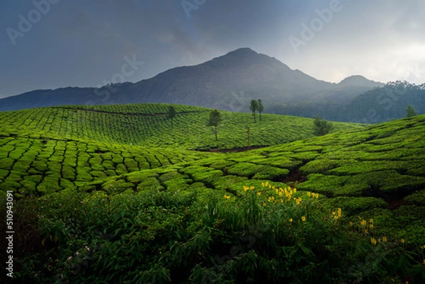 Obraz Beautiful view of Tea plantations in Munnar, Kerala, India