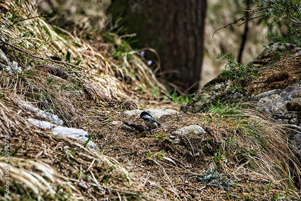 Obraz Kleiner Vogel auf einem Waldboden 