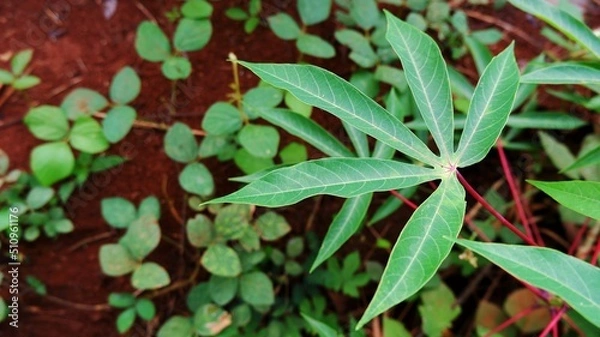 Fototapeta Close up of green cassava leaves in the garden. Cassava leaves are a rich source of protein, minerals, and vitamins 