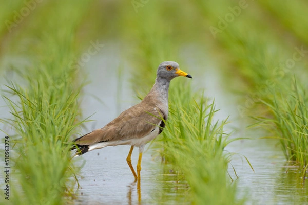 Fototapeta 植えられた苗とケリ