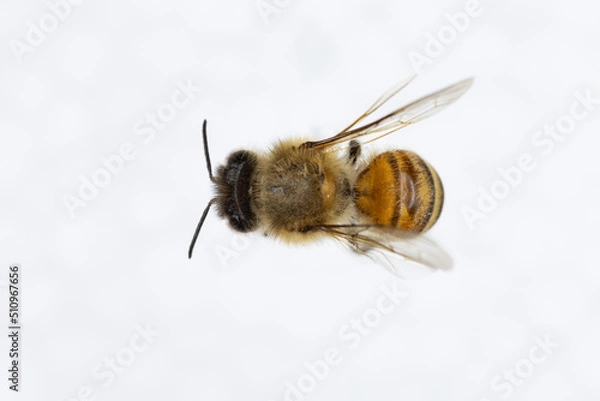 Fototapeta Characteristics  of  Honey bee and Stingless bee (Hymenoptera)  for education in laboratory.