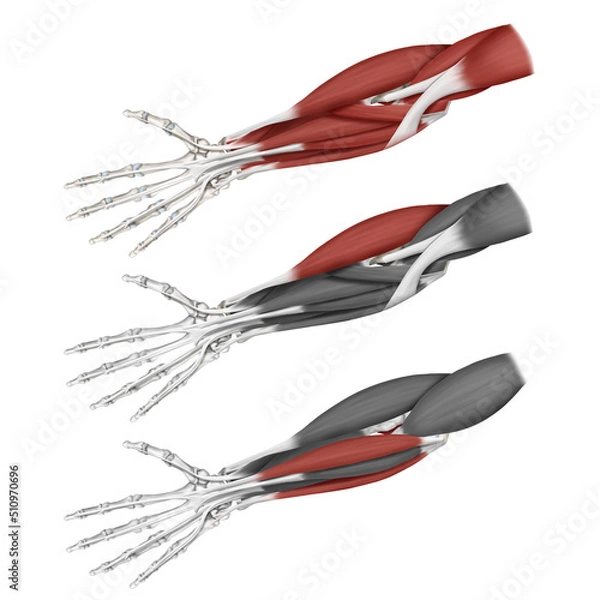 Fototapeta 전완의 굴곡근육 설명하는 메디컬일러스트 