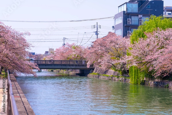 Fototapeta Kyoto, spring in the city, Cherry Blossoms