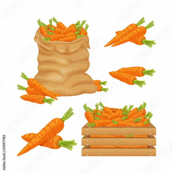 Fototapeta Carrot Image of a carrot in a bag, box and. Ripe orange carrots. Fresh vegetables from the garden. Organic vegetarian products.Vector