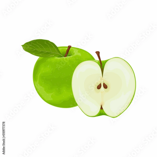 Fototapeta Apple. The image of a green apple in the section. Fresh garden fruit. Vegetarian product. Vector illustration isolated on a white background