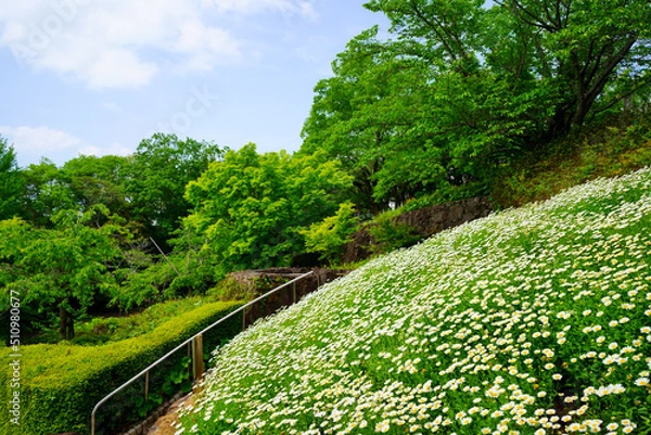 Obraz 春の眉山公園(徳島県徳島市)