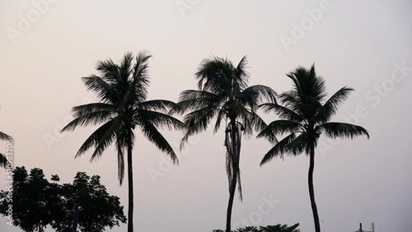 Fototapeta tree of coconut image hd