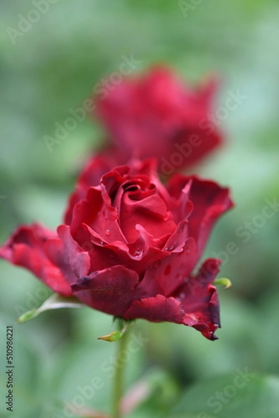 Fototapeta 赤いバラ