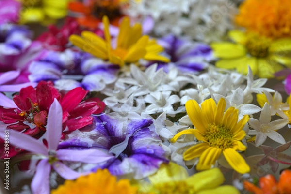 Obraz 水に浮く花々（伊勢志摩）