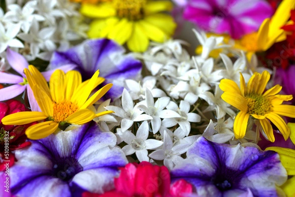 Obraz 水に浮く花々（伊勢志摩）