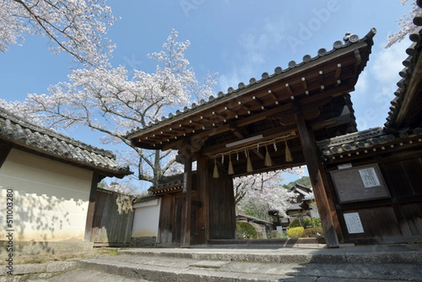 Fototapeta 春の毘沙門堂　薬医門　京都市山科区