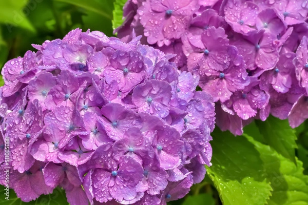 Fototapeta 雨上がりの紫陽花（Hydrangea）