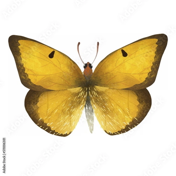 Fototapeta Elegant yellow and brown butterfly with colorful wings and antennae isolated on white background. Pretty flying moth top view.  Colored flat textured realistic illustration