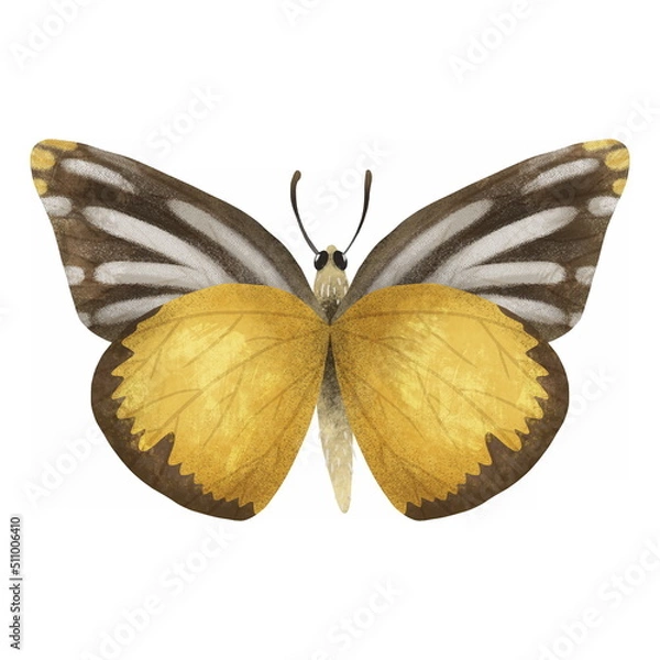 Fototapeta Exotic yellow and brown butterfly with colorful wings and antennae isolated on white background. Pretty flying moth top view. Colored flat textured realistic illustration