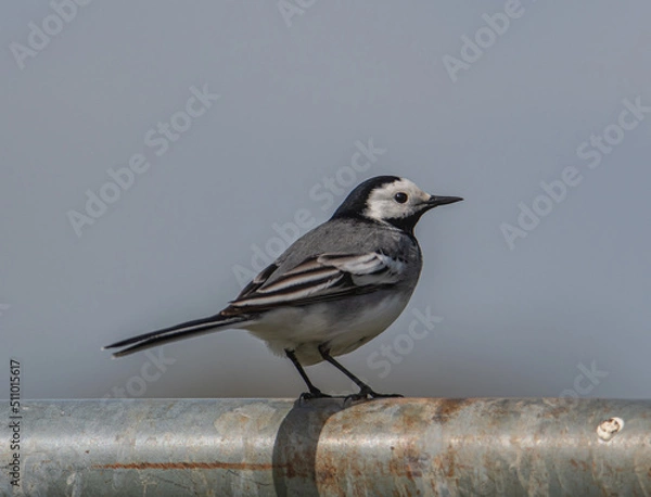 Obraz Bachstelze sitzt auf einem Metallrohr