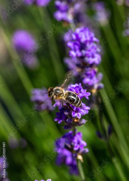 Fototapeta Abeille en vole au dessus de la lavande, en pleine après midi