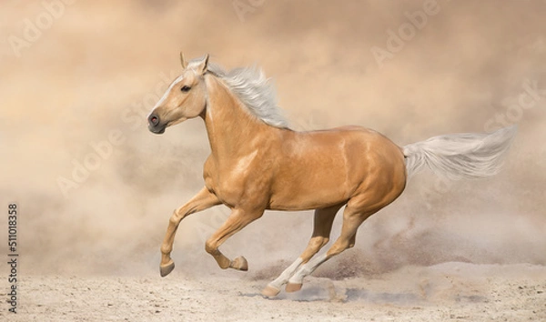 Fototapeta Palomino horse run in desert