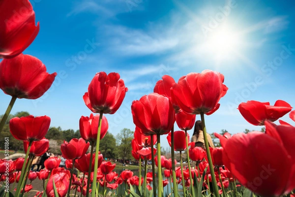 Fototapeta czerwone tulipany pod błękitnym niebem