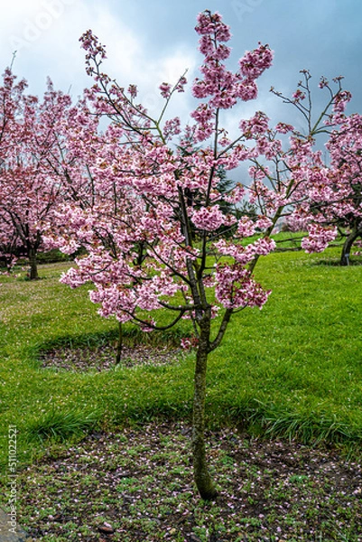 Fototapeta Sakura Trees, Beautiful full bloom cherry Blossom trees