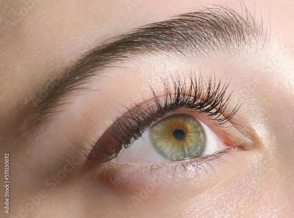 Fototapeta The procedure of classical eyelash extension. Beautiful female eyes close-up with long eyelashes