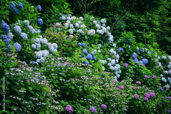 Fototapeta 鎌倉の紫陽花のある風景
