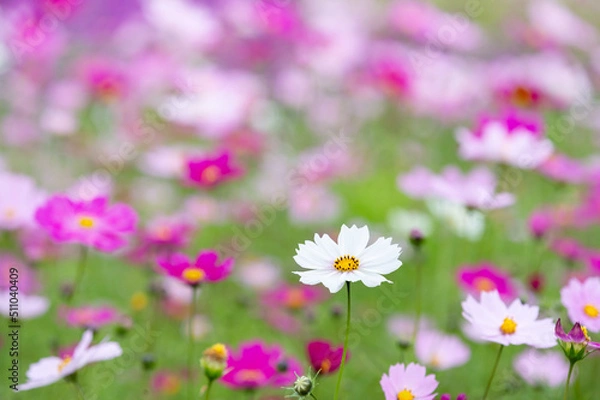 Fototapeta コスモス畑