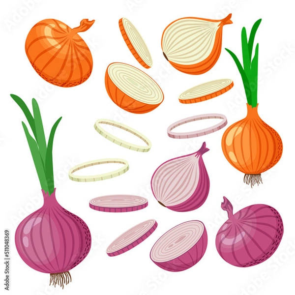 Fototapeta Set of yellow and red onions with green leaves, onion halves, slices. Vector illustration in flat style isolated on white background.