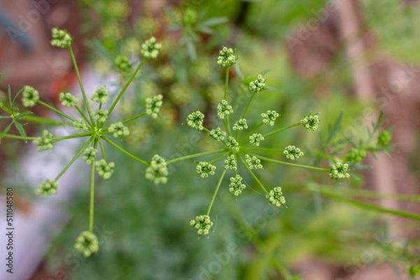 Fototapeta peculiar flowers in the garden