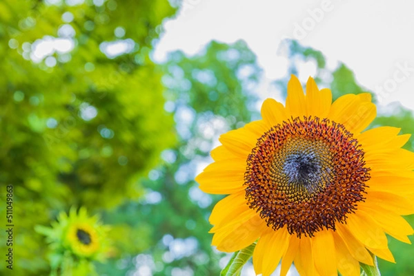 Obraz ヒマワリの花