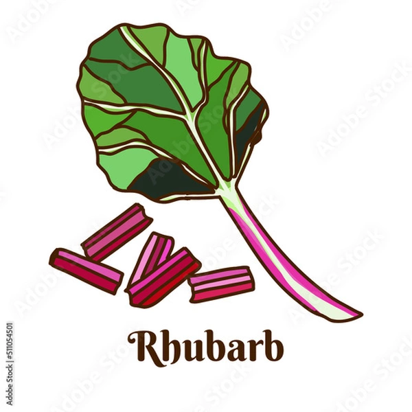 Obraz Rhubarb, Hand drawn flat cartoon vector illustration isolated on white background