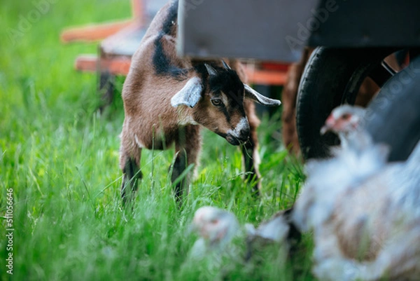 Obraz farm in summer, goatling