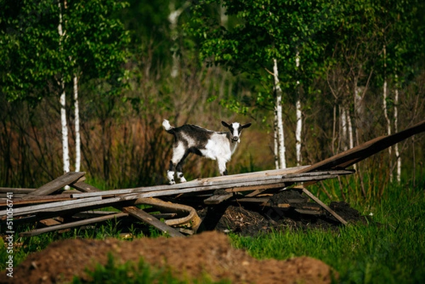 Obraz farm in summer, goatling