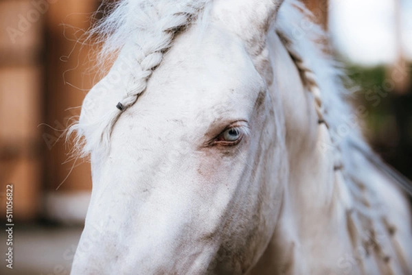 Obraz unusual blue-eyed elven horse
