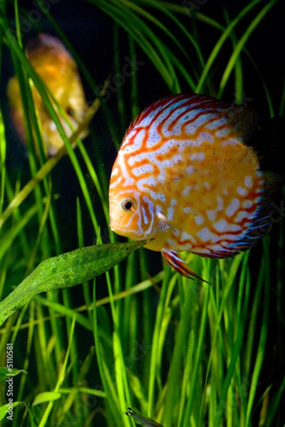 Fototapeta aquarium d'eau douce