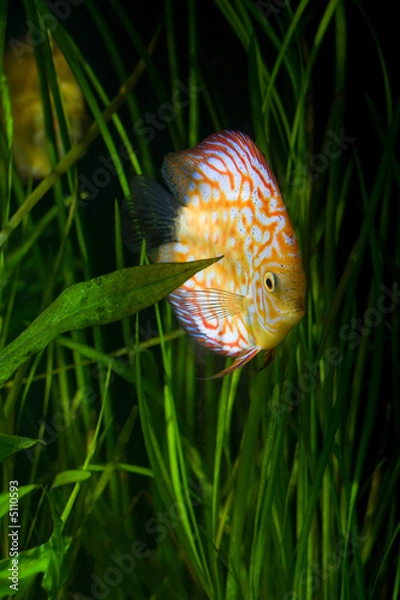 Obraz aquarium d'eau douce