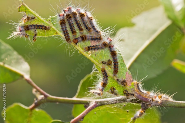 Obraz worms eating leave