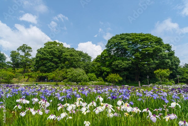 Fototapeta 菖蒲と空