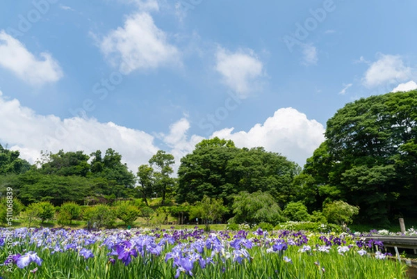 Fototapeta 空と菖蒲