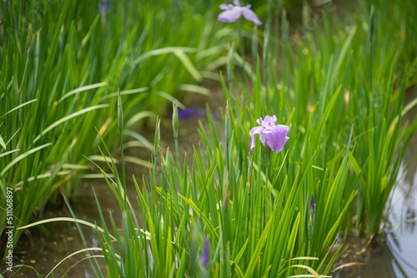 Fototapeta 菖蒲