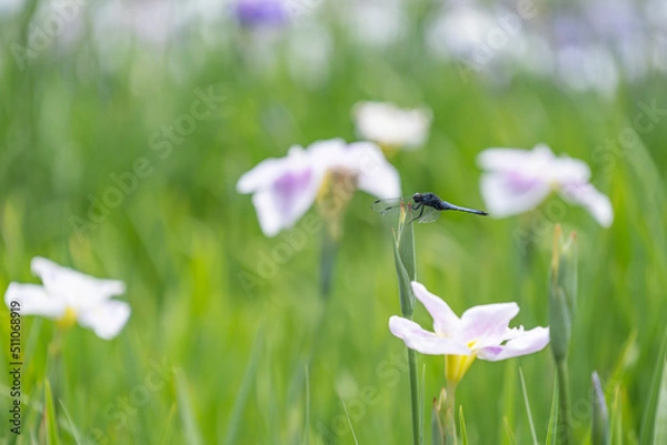 Fototapeta トンボと菖蒲