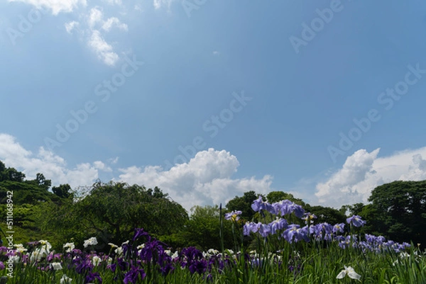 Fototapeta 空と菖蒲