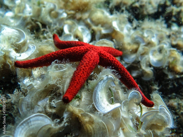 Obraz Starfish